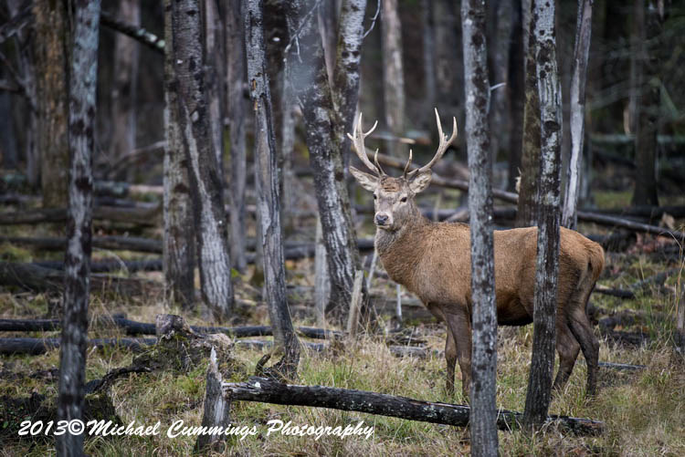 reddeer