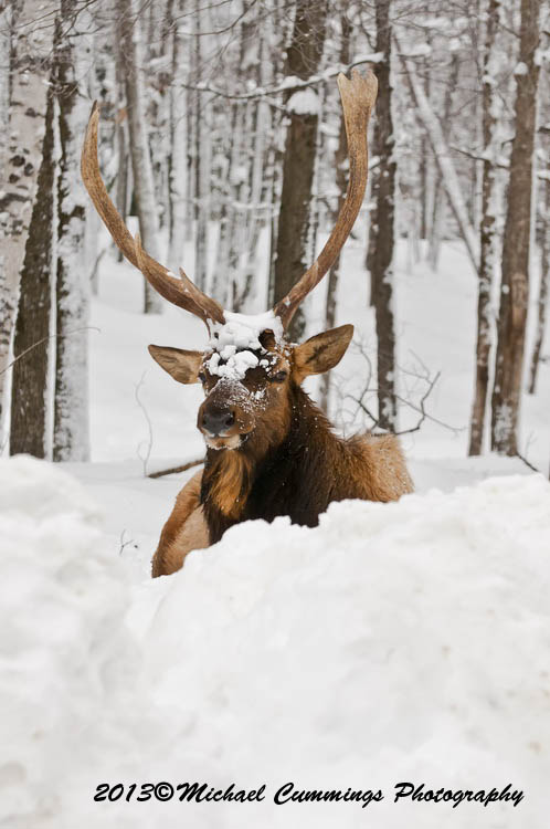 reddeer