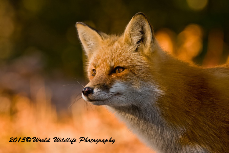redfox