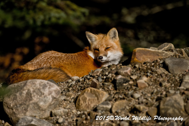 redfox