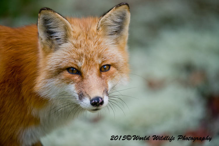 redfox