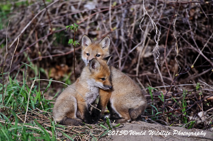 redfox