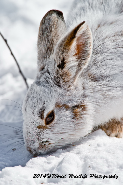 Snowshoe Hare