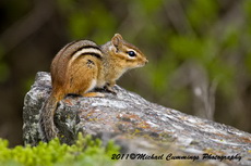 chipmunk pictures