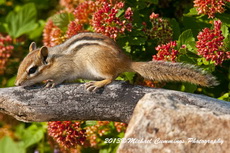 Chipmunk Picture