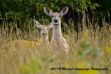deer pictures