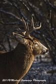 Deer Picture