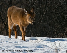 Deer Picture
