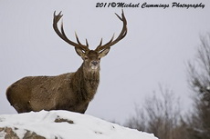 elk pictures