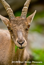 Ibex Picture