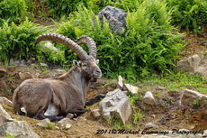 ibex pictures
