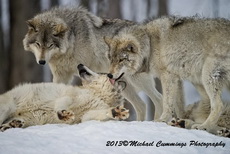 Timber Wolf Picture