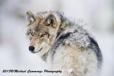Timber Wolf Picture