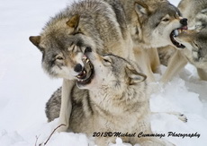 Timber Wolf Picture
