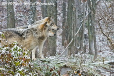 Timber Wolf Picture