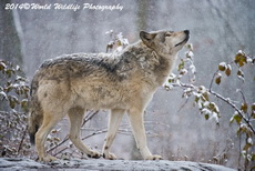 Timber Wolf Picture