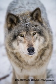 Timber Wolf Picture