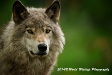 Timber Wolf Picture
