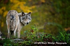 Timber Wolf Picture