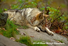 Timber Wolf Picture