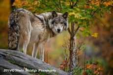 Timber Wolf Picture