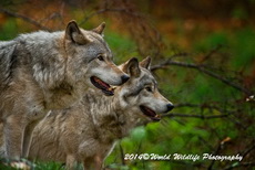 Timber Wolf Picture