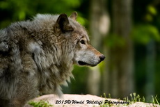 Timber Wolf Picture