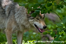 Timber Wolf Picture