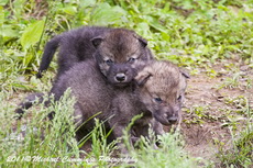 Timber Wolf Picture