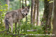 Timber Wolf Picture