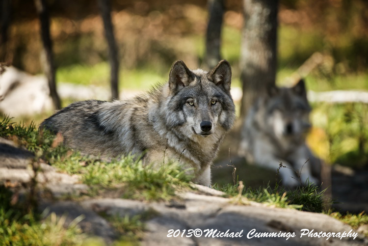timberwolf