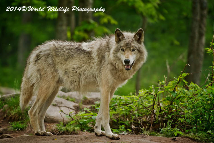 Real Timberwolf Timber Wolf 1519 Picture | World Wildlife Photography