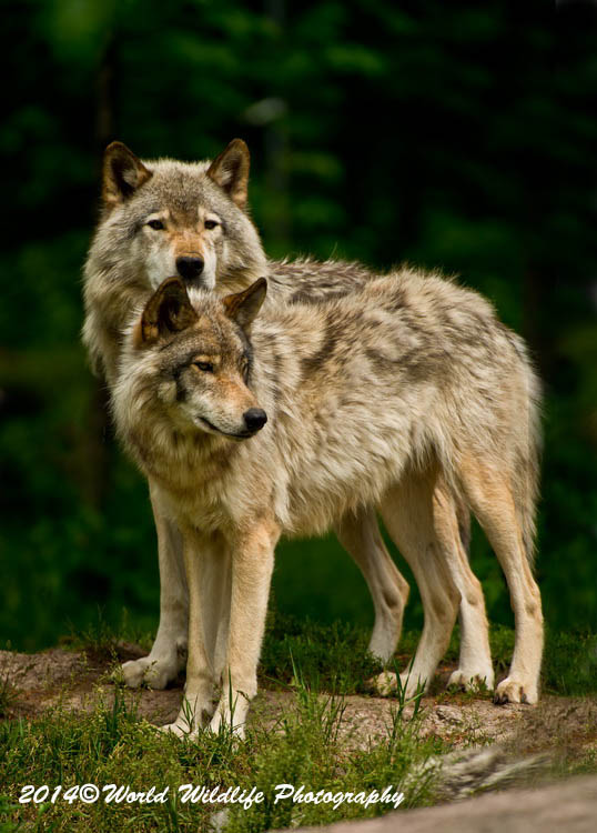 timberwolf
