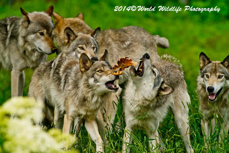 timberwolf