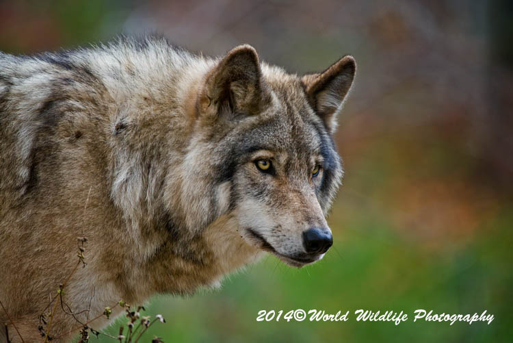 timberwolf