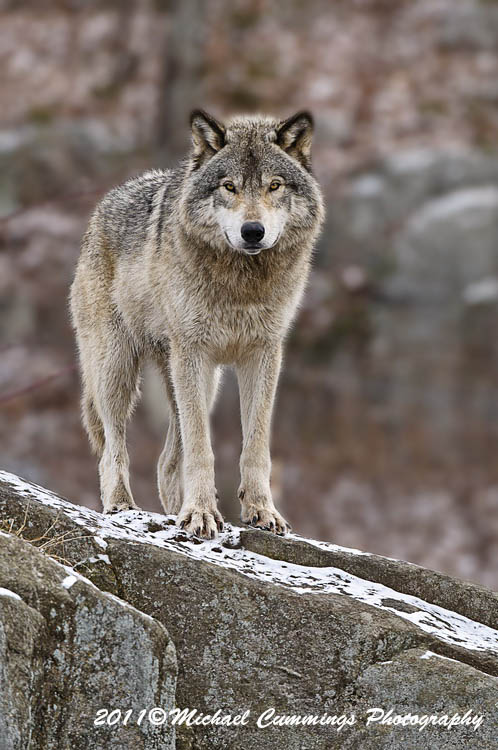 timberwolf