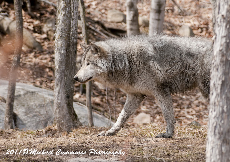 timberwolf