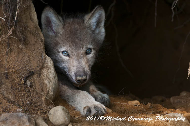 timberwolf